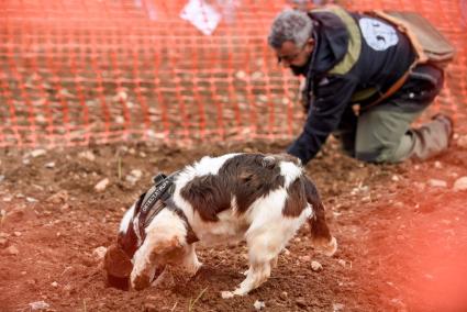 Zaragoza.- El Concurso Nacional de Caza de Trufa de la Comarca Campo de Daroca tendrá participantes de Italia y EEUU