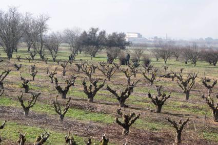 Las cooperativas agrarias en dificultades optan a subvenciones de una línea de 850.000 euros del Gobierno de Aragón