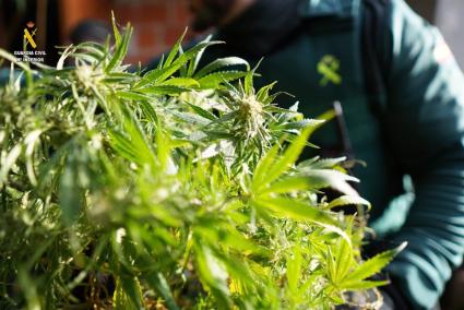 Valencia.- Sucesos.- Desmantelada una plantación de marihuana con cerca de 200 plantas en Silla