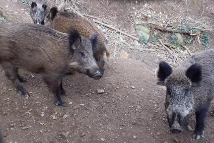 Los incidentes con jabalíes en Barcelona caen un 70% en dos años