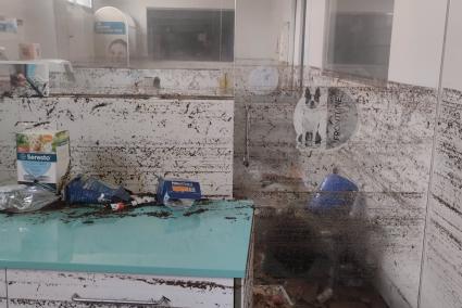 Un total de 19 centros veterinarios de los 27 más dañados por la dana reabren y otros 4 lo harán en próximas semanas
