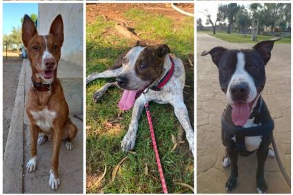 Bosco, Ross, Nikka, Max, Rodo, Foc, Vitto y Tòfol buscan un hogar