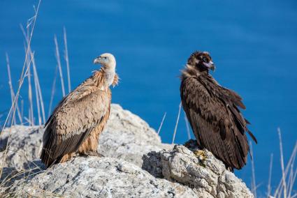 Recuperación de los buitres en Mallorca