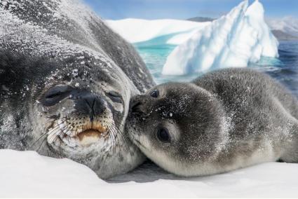 Trump impone aranceles a un archipiélago remoto habitado por pingüinos y focas