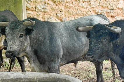 Los toros de Miura llegan a la plaza de toros de Inca