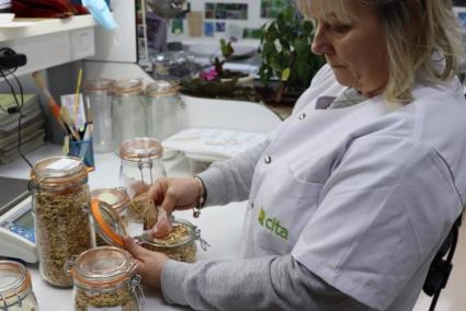 El Banco de Germoplasma Hortícola del CITA distribuye 6.100 semillas del Melón de Torres de Berrellén para su cultivo en la camp