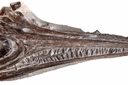 Identificada una nueva especie de ictiosaurio del Jurásico Inferior en Portugal: el 'reptil bacalao'