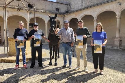 Concurso morfológico del cavall mallorquí en Sineu