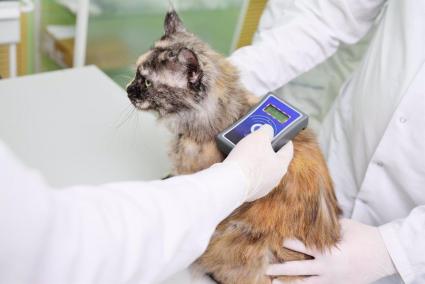 Microchips