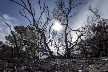 El hombre acusado de provocar dos incendios en la Dehesa del Saler, a juicio