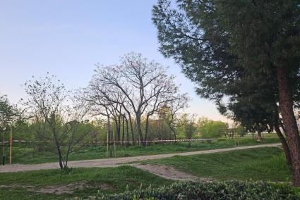 Arrancan los trabajos previos de trasplante de árboles de cara a la ejecución del cantón de Montecarmelo