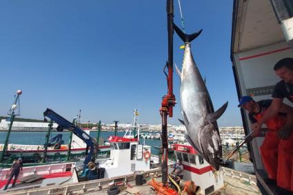 Cádiz.- Barbate reclama al Gobierno una solución "urgente" a la huelga de inspectores de pesca que afecta a almadrabas