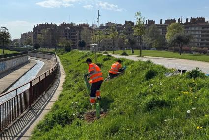 El Ayuntamiento de Huesca y la Universidad de Zaragoza plantan 90 árboles de ribera en el entorno del Parque Universidad