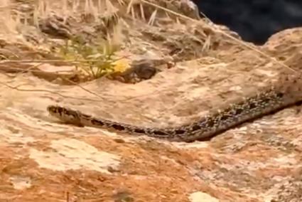 Avistan una serpiente de considerable tamaño en Santa Ponça