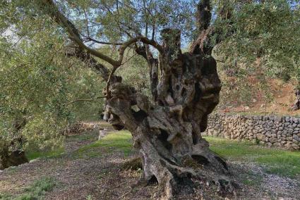 Olivos