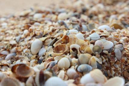 Llevarse arena, conchas, piedras o moluscos de la playa