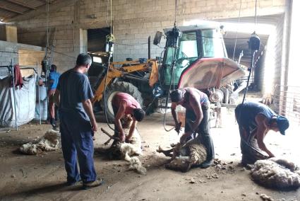 El uso agrícola de la lana