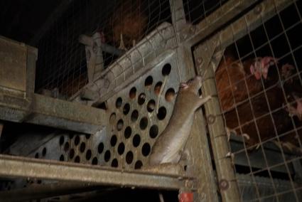 Las gallinas convivían con ratas y cadáveres en descomposición.