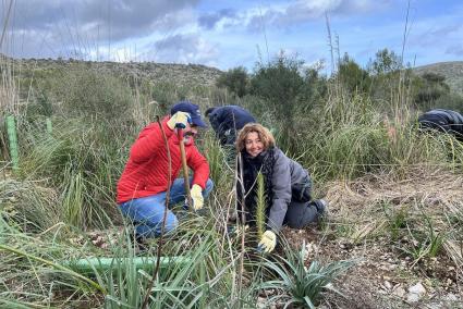 Los voluntarios plantaron distintas especies de plantas en sa Duaia