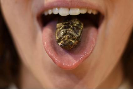 La ingesta de insectos es algo muy común en países del continente asiático.