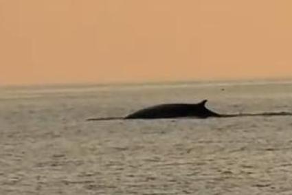 Emoción al atardecer: una ballena nada cerca de Mallorca en un vídeo viral