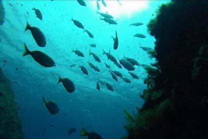 Cofradías de Pescadores se muestran satisfechas con la nueva Reserva Marina de las Islas del Ponent de Mallorca