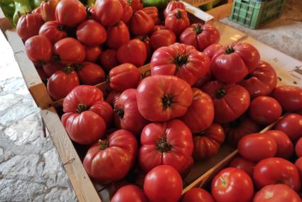 Mucha temperatura, poco tomate