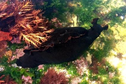 Así es la liebre de mar, el misterioso molusco que apareció en aguas de la Isla: «Es más activa de noche que de día»