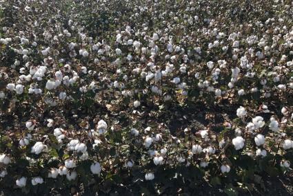 La Junta abona más de 10,6 millones en ayudas al cultivo sostenible del algodón y la remolacha en Andalucía