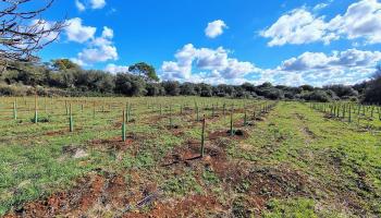Finca experimental de Sencelles.