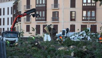Tala de los bellasombra de la Pla&ccedil;a Lloren&ccedil; Villalonga.