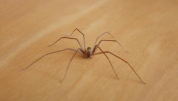 La ‘Loxosceles rufescens’ es una araña pequeña, de entre 7 y 9 mm de longitud corporal, y con patas largas.