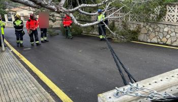 Vendaval de incidencias en Mallorca: Un pino de grandes dimensiones cae en Peguera y provoca la ca&iacute;da de un poste de luz