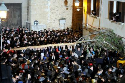 POLLENÇA. FIESTAS PUEBLOS. ESCALADA DEL PI DE SANT ANTONI EN POLLENÇA.