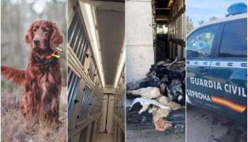 Arrestan por «omisión de cuidados» al conductor de la furgoneta en la que murieron asfixiados 27 perros de caza