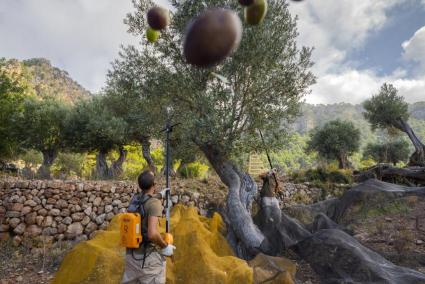 Productos que transmiten la esencia de la Serra de Tramuntana