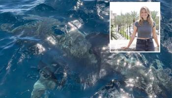 Gádor Muntaner, sobre el escualo avistado en la bahía de Palma: «Podría ser un juvenil de tiburón blanco»