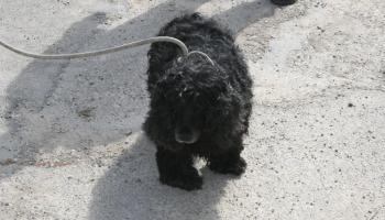 Rescate perro sa Vileta fotos de Alejandro Sepúlveda y JAR.jpg