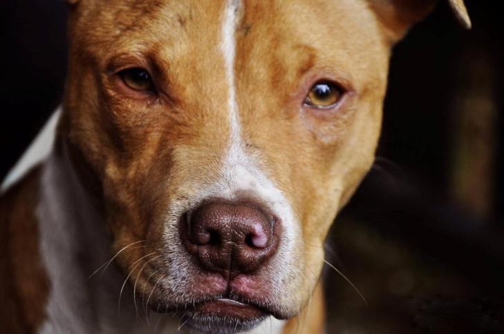 Un Perro Suelto Y Sin Bozal Muerde A Un Bebe En Madrid