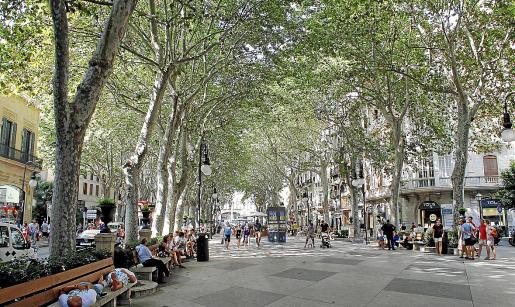 Los ejemplares de olmo, ficus y pino irán desapareciendo ...