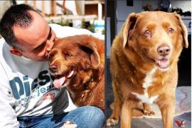 Muere Bobi, el perro más longevo del mundo, a los 31 años