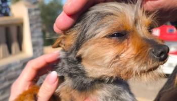 Impresionante rescate de un perro en un acantilado de 90 metros en Llucmajor: «Ha sido un milagro»