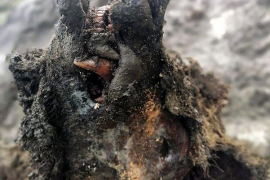 Hallan un oso de las cavernas de la Edad de Hielo intacto bajo el suelo congelado