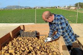 Fin de la campaña de la patata