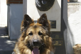 PERRO DE LA GUARDIA CIVIL RECIBE GALARDÓN EN REINO UNIDO POR SU VALENTÍA