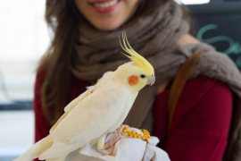 Día grande para todas las mascotas