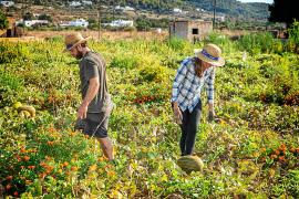 EIVISSA. AGRICULTURA ECOLOGIA. Producto local y ecolÃ³gico en Ecofeixes. La primera cooperativa agrÃ­cola ecolÃ³gica de Eivissa cumplirÃ¡ el prÃ³ximo mes de mayo sus primeros 10 aÃ±os de vida con la vista puesta en nuevos proyectos