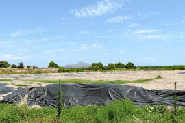 LAS OBRAS DEL CAMPO DE GOLF DE SON BOSC YA SE PUEDEN REANUDAR AL FINALIZAR LA CRIA DEL ABEJARUCO.