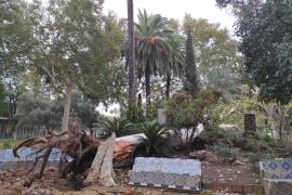 Árbol de gran porte caído por la borrasca Bernard en los Jardines de la Agricultura en Córdoba.