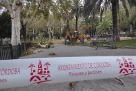 Actuaciones de Parques y Jardines ante los daños causado por la borrasca Bernard en Córdoba.